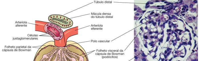 Corpúsculo renal Glomérulo + cápsula de Bowman (TESP) Polos