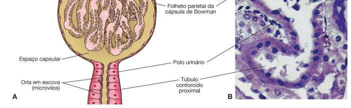 principalmente pela arteríola eferente Podócitos: células