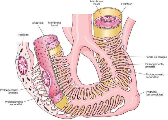 glomerulares fenestrados Membrana basal é a barreira de