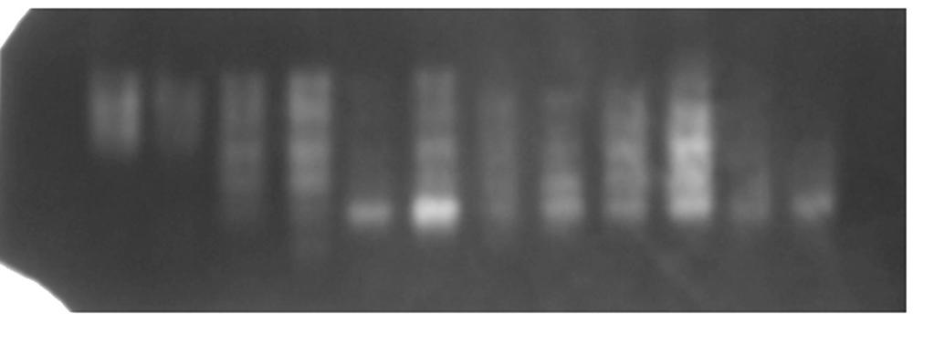 últimas cultivares apresentado padrões eletroforéticos únicos. O padrão eletroforético da superóxido dismutase (Figura ), possibilitou a separação das linhagens 1 e 12.