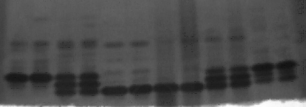 Padrões eletroforéticos das isoenzimas álcool desidrogenase (A) e catalase (B) de sementes de linhagens e híbridos de milho, submetidos (D) ou não à deterioração controlada.