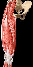 Músculos extensores do joelho Quadríceps Reto femural Vasto medial Vasto intermédio Vasto lateral Vasto lateral oblíquo Vasto medial oblíquo Articular do joelho ( sub-crural ou