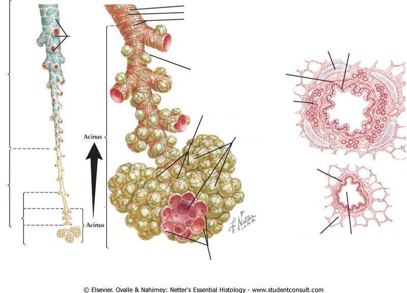 Bronquíolo terminal Músculo liso Fibras elásticas cartilagem cartilagem Epitélio respiratório brônquios bronquíolos alvéolo PORÇÃO