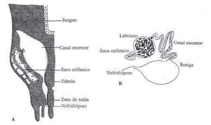 Invertebrado II Trocas gasosas Nos crustáceos pequenos ocorrem trocas pela cutícula epidérmica; Nos crustáceos grandes existem brânquias que são protegidas por câmaras branquiais formada pela