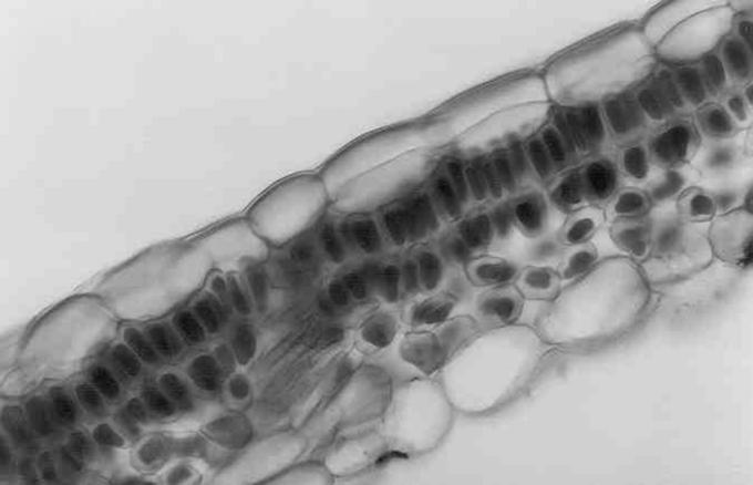 E. O. Calvete et al. Figura 3. Seção transversal da lâmina foliar do morangueiro cv Vila Nova, durante a fase de enraizamento in vitro em meio de cultura contendo 45 g.