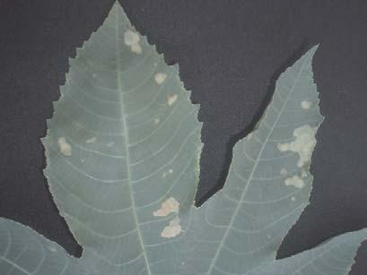 verde claro nas bordas e marrom claro no interior, podendo ocorrer entre as nervuras principais ou nos bordos das folhas (Figuras 3 e 4).