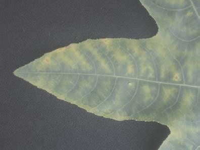 No limbo foliar, as nervuras mais grossas permanecem de cor verde-escura, enquanto o espaço internervural adquire cor verde-clara ou amarelada (Figura 6).