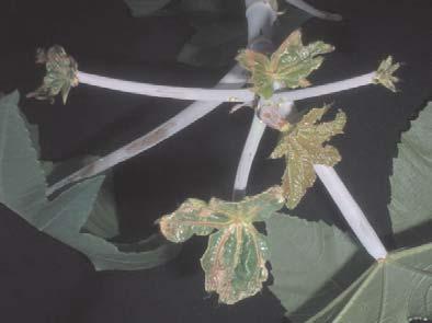 internódios e lançamento de grande número de folhas deformadas próximas ao meristema apical (Figura 18). Fig. 15.