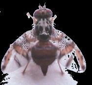 mosca do botão floral Ceratitis capitata