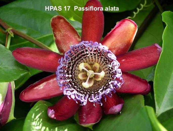 Passiflora alata Maracujá doce Cultivado no Brasil Planta Fruto 98% em
