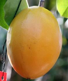 alaranjado Aroma característico Consumo ao natural Passiflora alata