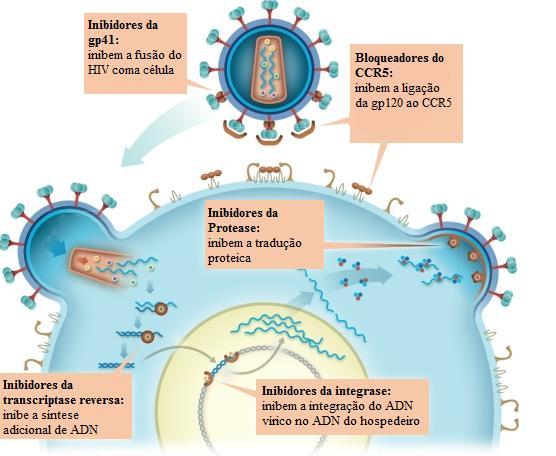 Terapêutica Antirretroviral consoante o seu mecanismo de ação em: inibidores do CCR5 e inibidores de fusão (Figura 5) (Doroana, 2011e; Shattock & Rosenberg, 2012).
