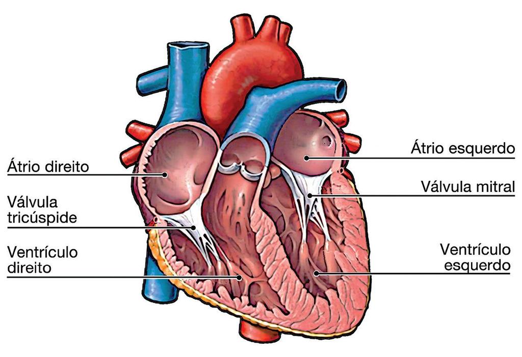coração e são separados pelo septo interventricular em ventrículos direito e esquerdo e são maiores que os átrios.