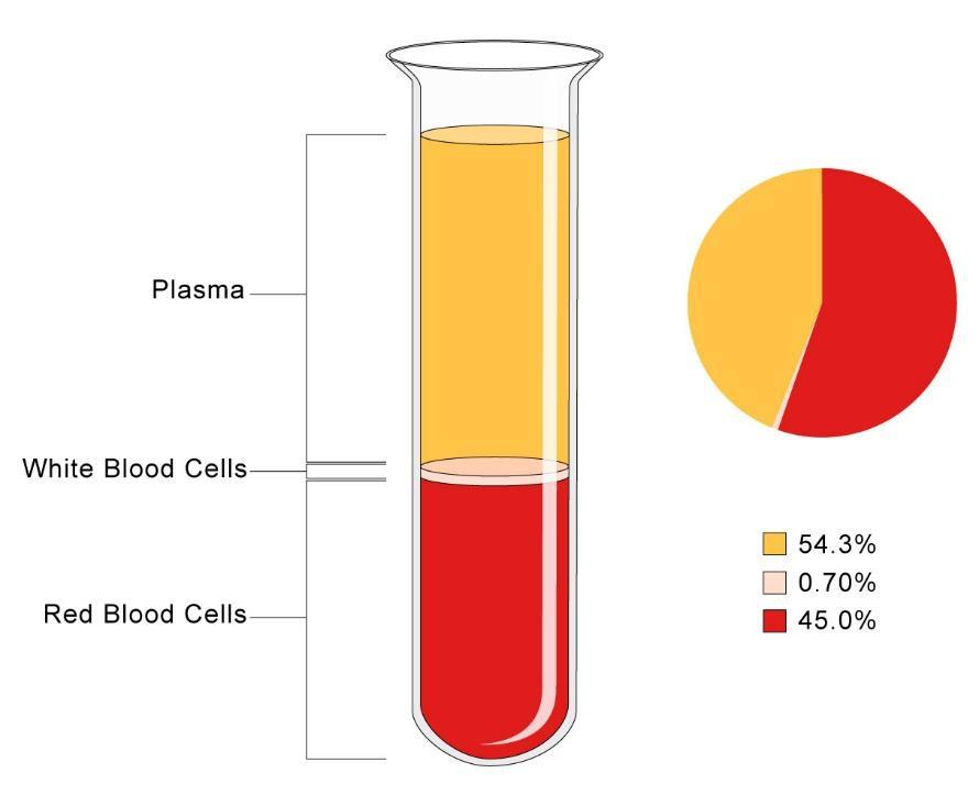 A Composição e as funções do sangue O sangue circula pelo corpo e exerce funções como o transporte de substâncias, transporte de gases e de componentes do sistema de defesa (células e anticorpos do