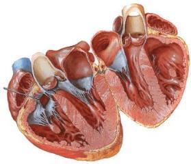 Anatomia do coração O coração humano possui quatro cavidades internas, genericamente chamadas de câmaras cardíacas.