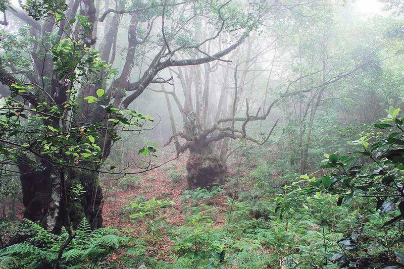 Também pode optar por fazer um piquenique em plena floresta num dos lugares belíssimos que existem nesta floresta encantada e histórica.