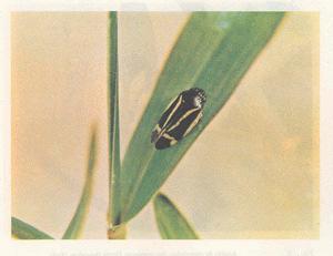 10 Figura 2: Zulia entreriana fêmea. Fonte: SILVEIRA NETO (1994). 2.1.1.2 Deois flavopicta (Stal, 1854) (Hemiptera, Cercopidae) D.
