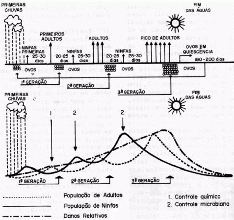 14 Figura 5: Ciclo biologica das cigarrinhas e controle. Fonte: SILVEIRA NETO (1994). 2.2.1 Zulia entreriana O ciclo biológico da Z. entreriana em média é de 66 dias, em condições de campo.
