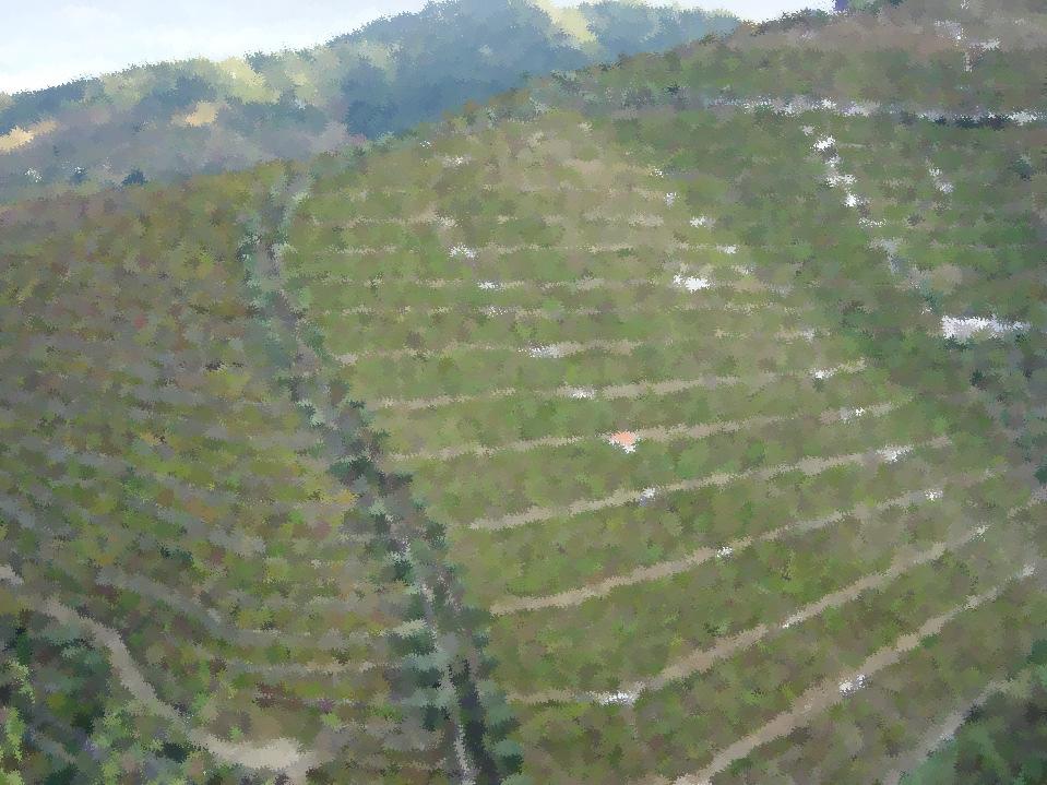 Paisagem do Alto Douro Vinhateiro (ADV) classificada pela UNESCO desde 2001-38% da paisagemé compostaporvinhas -13% da paisagem é composta por olivais Infra-estrutura ecológica - 20% da paisagem é
