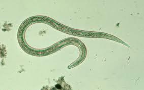 Hymenolepis nana b) Forma larval de Ancylostoma duodenale c)