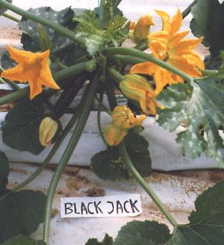 (Ambassador e Black Jack), resultando um total de 32 parcelas. As principais características das cultivares estudadas, resumem-se no Quadro I.