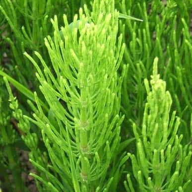 Cavalinha Equisetum arvense é popularmente conhecido como Cavalinha, planta nativa do hemisfério norte.