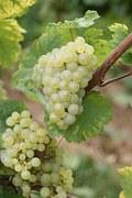 Ele pode ser elaborado a partir de: Uvas Brancas (blanc de blanc) Exemplos: Chardonnay Sauvignon Blanc Riesling Uvas Tintas de polpa branca (blanc de