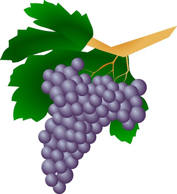 Outras bebidas da uva Por outro lado, há bebidas derivadas da uva ou do