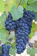 A COR DOS VINHOS Os vinhos podem ser classificados quanto a sua cor que podem ser: Tintos Rosés Brancos VINHOS TINTOS O vinho tinto é elaborado a partir de uvas tintas, também chamadas de uvas
