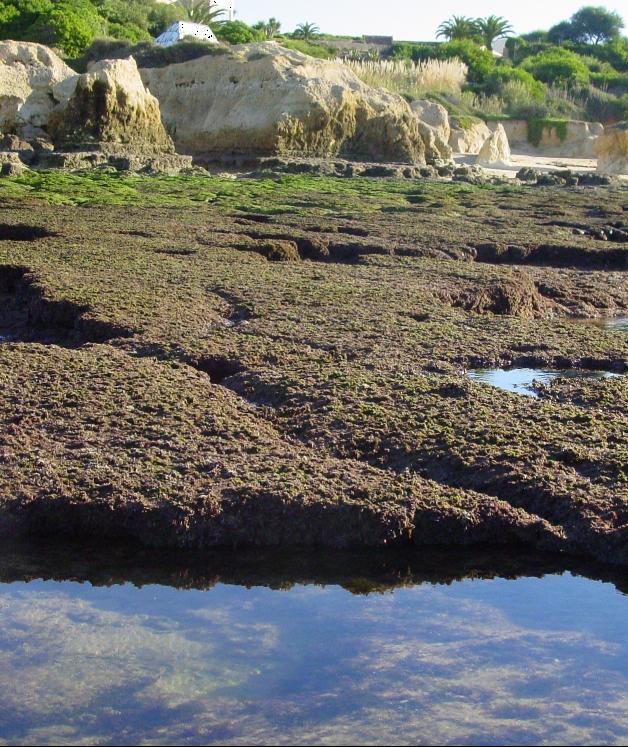 Plataforma litoral Zona intermareal rochosa relativamente plana cuja evolução depende