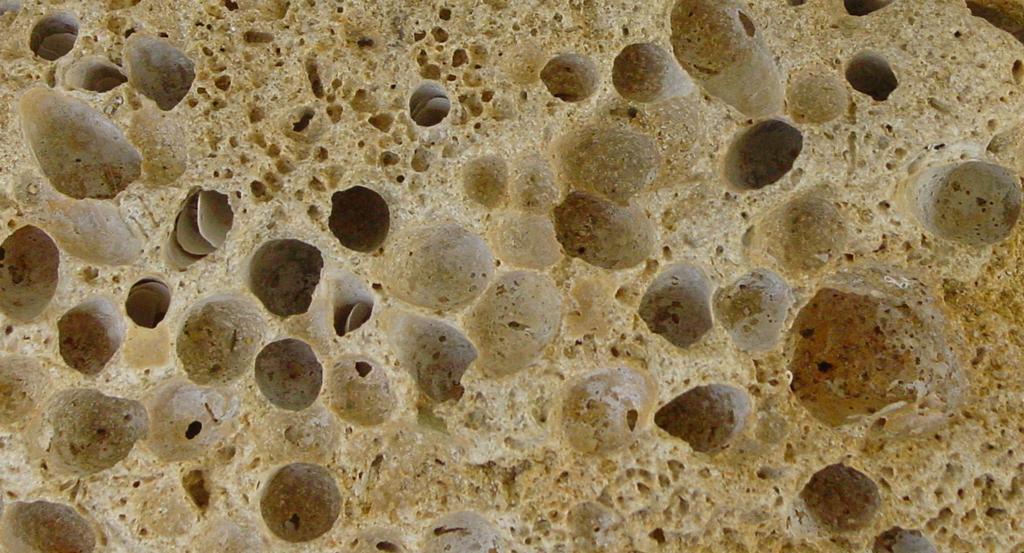 A bioerosão é um mecanismo importante na evolução dos litorais carbonatados, pois as rochas