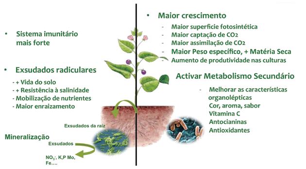 3. Biomimetismo Dinâmico O modelo actual de fertilização está desvirtuado e afastado do modelo natural, que sempre foi mais eficaz.