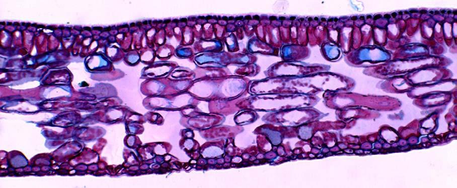 RESULTADOS E DISCUSSÃO 44 alterações na espessura do mesofilo são dadas, por diferenças no tamanho das células e por diferentes números de camadas de