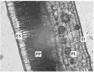 Figura 1. Cortes transversais em folhas de sol de Malpighia emarginata D.C. ES: epiderme superior; PP: parênquima paliçádico; PL: parênquima lacunoso e EI: epiderme inferior.
