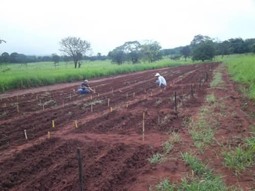 dos produtos utilizados. FIGURA 2: Montagem do campo demonstrativo de capim Piatã. UEMS/Cassilândia, 2012.