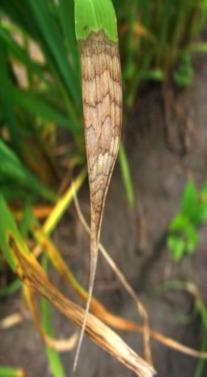 ESCALDADURA (Microdochium oryzae) Sintomas As folhas