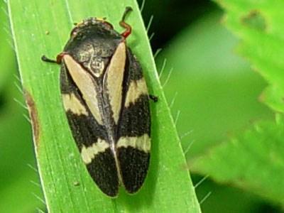 Cigarrinhas das pastagens (Deois flavopicta).