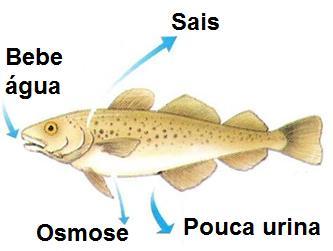 2ª Questão (Edson P.) Analise a figura abaixo e responda: a) Qual ambiente vive esse peixe? Ambiente de água doce b) Qual seu principal excreta?