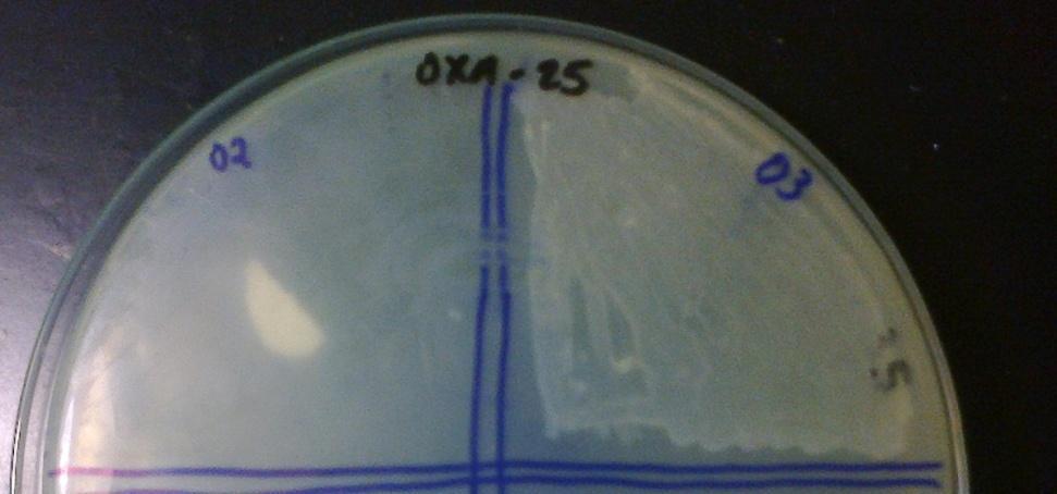 3.4.2 Teste do Oxa-25 Todas as amostras classificadas como resistentes à oxacilina pelo método do disco difusão foram submetidas a este teste.
