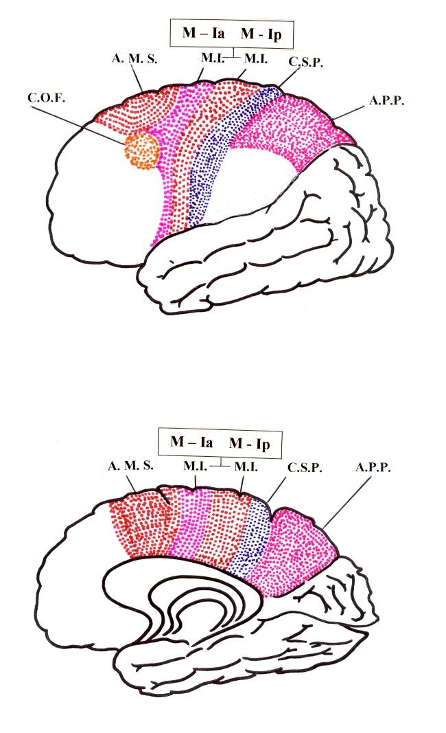 Área M-Ia: Região anterior do Córtex Motor Primário.Estímulos Proprioceptivos Área M-Ip: Região posterior do Córtex Motor Primário: Estímulos Táteis. FIG.