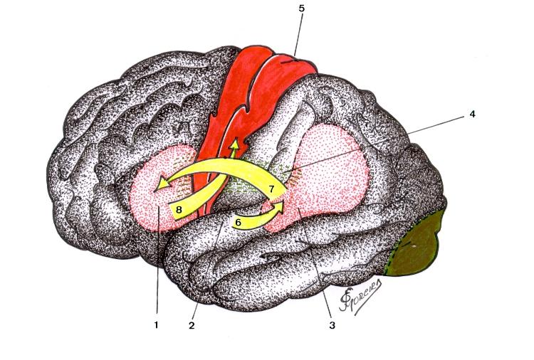 Mecanismo Morfo-Funcional de Percepção da Palavra Ouvida e sua Posterior Articulação Falada Área: M-Ia: Região anterior do Córtex Motor Primário. Estímulos Proprioceptivos.