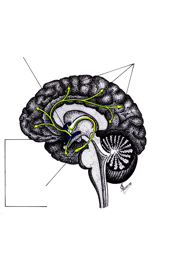 Desenho esquemático, do Sistema Modulador, Extra-talâmico, Colinérgico, da Atividade Cortical. ( Figs.: 50.21 e 50.22 ).