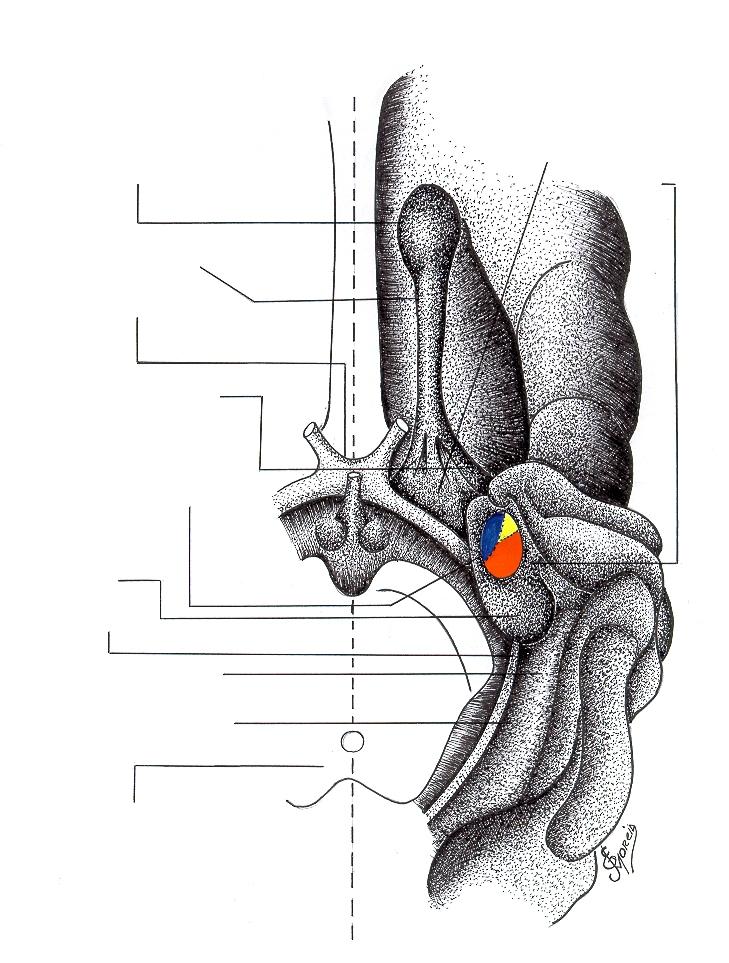 Desenho esquemático da Superfície ventromedial Hemilateral do Lobo Temporal e a projeção da Amígdala e do Hipocâmpo.
