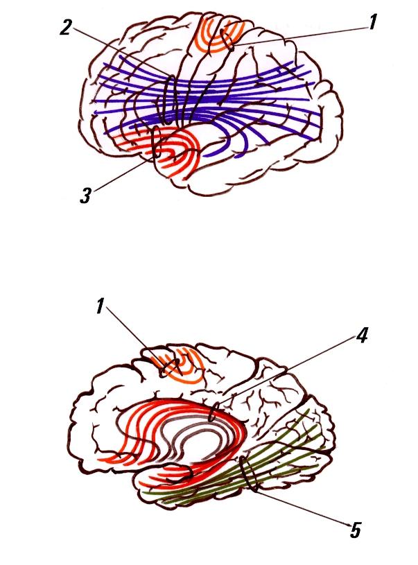 Fibras Intra-Hemisféricas de Associações FIG. 51 Superfície supero-lateral do hemisfério cerebral mostrando: 1. Fibras arqueadas ( ou fibras em U. Desenho 2.