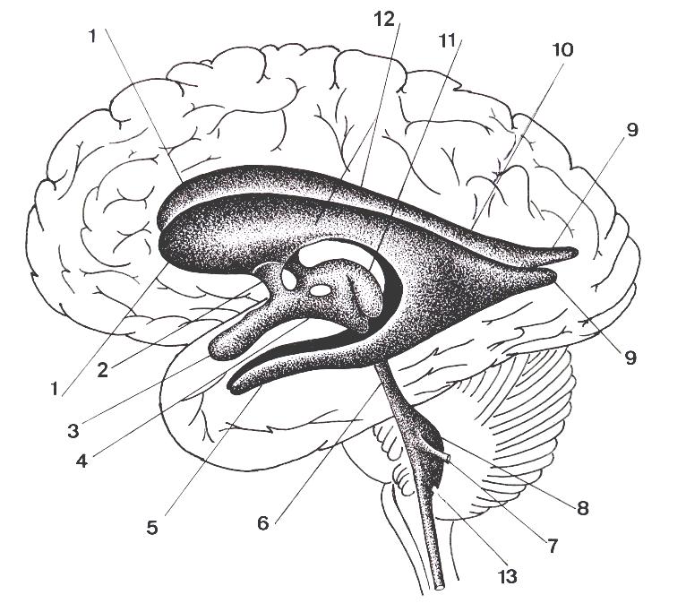 Sistema Ventricular FIG.