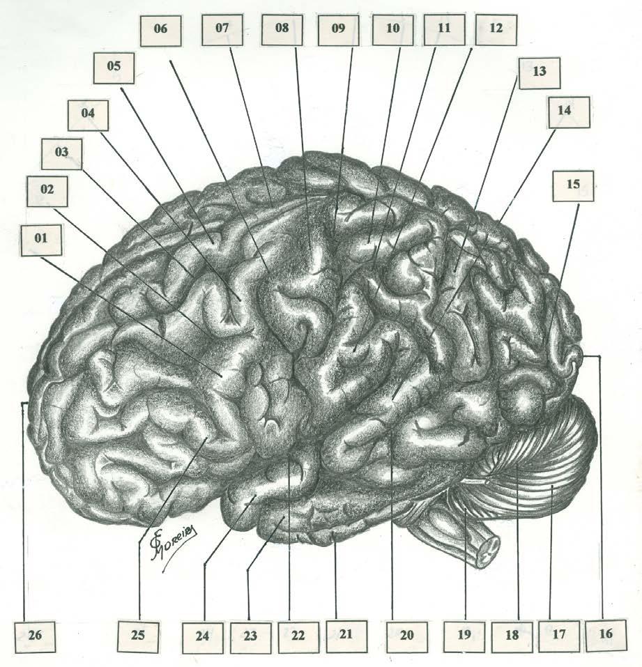 Face Súpero-lateral do Hemisfério Cerebral 28 29 30 27 B W 31 B: Área de Broca, de Coordenação da