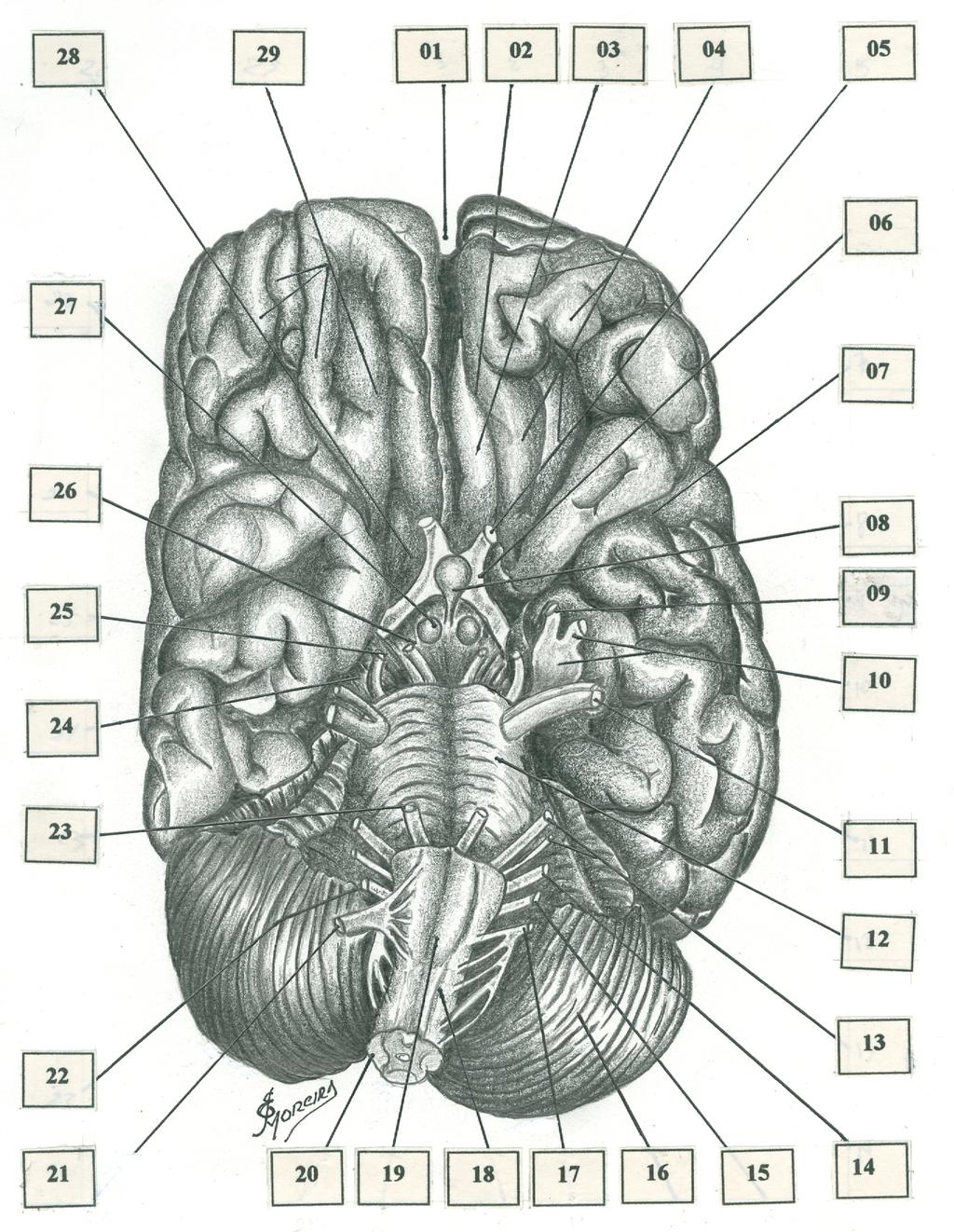 Face inferior ( ou base ) dos hemisférios cerebrais 30 FIG.