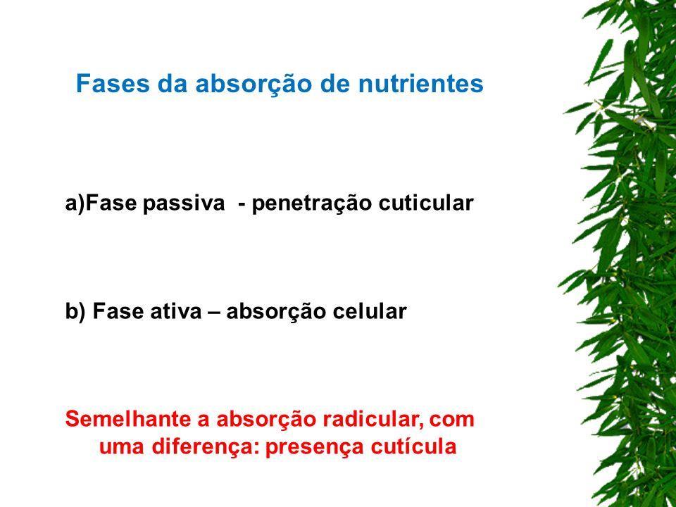 Processo não metabólico em que o nutriente atravessa a cutícula ocupando o ELA (parede celular, espaços intercelulares e superficie externa do