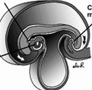 PREGA CEFÁLICA crescimento da parte distal do tubo neural primórdio da medula espinhal PREGA CAUDAL com o crescimento do embrião a região caudal se projeta sobre a membrana cloacal (futuro local do