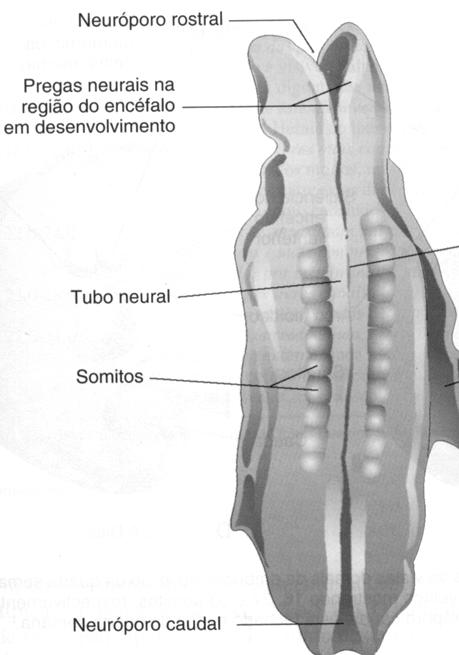 4ª SEMANA (21-28 dias) 4ª SEMANA (21-28 dias) Com